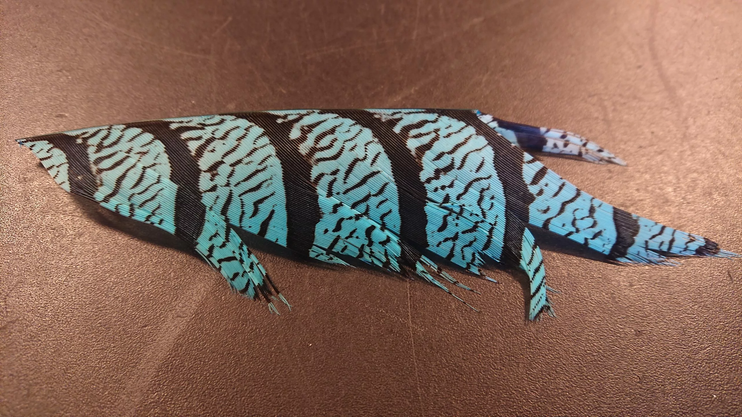 Lady Mini Amherst 3 Lady Mini Amherst