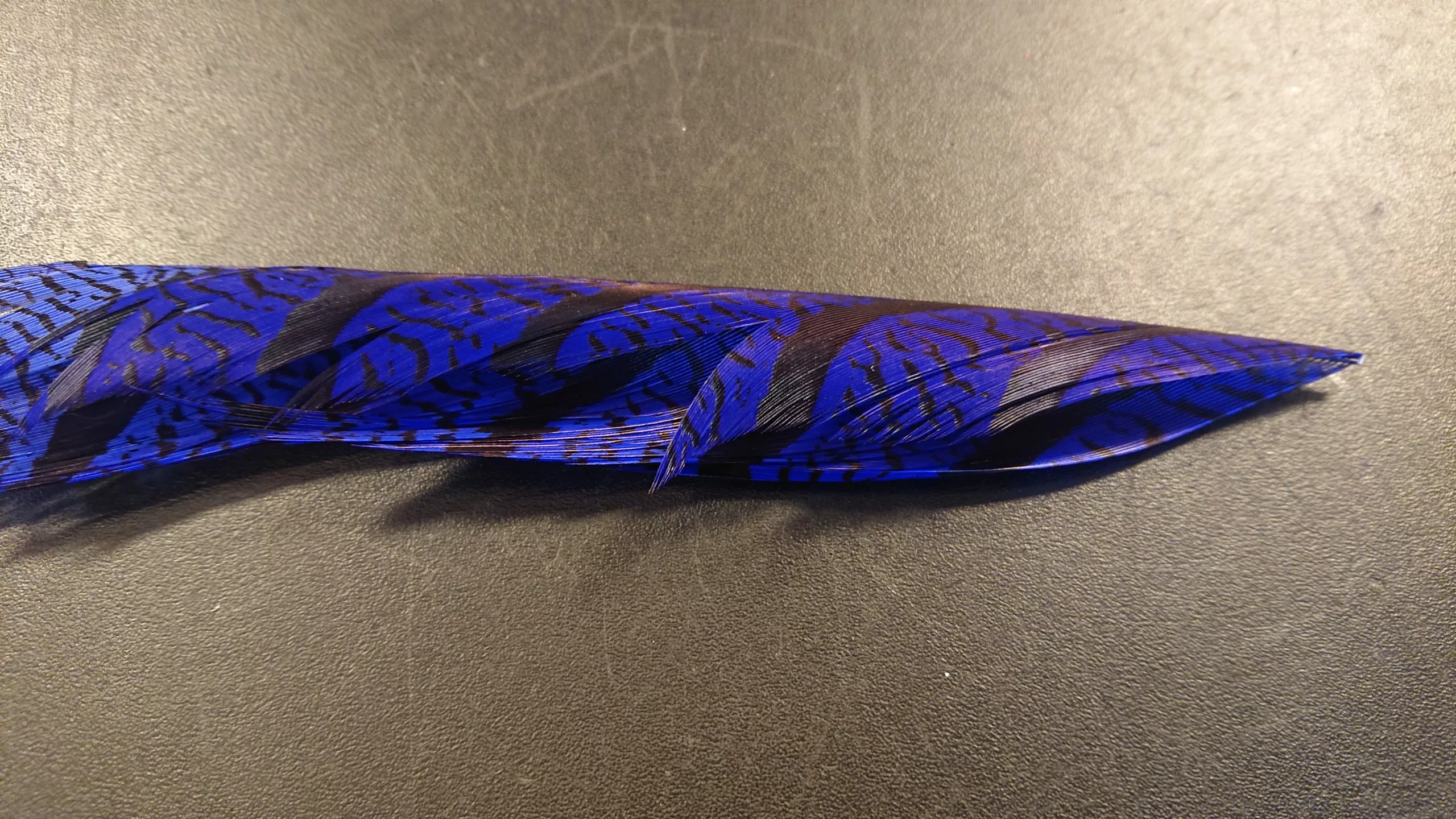 Lady Amherst Tail Feather 3 Lady Amherst Tail Feather