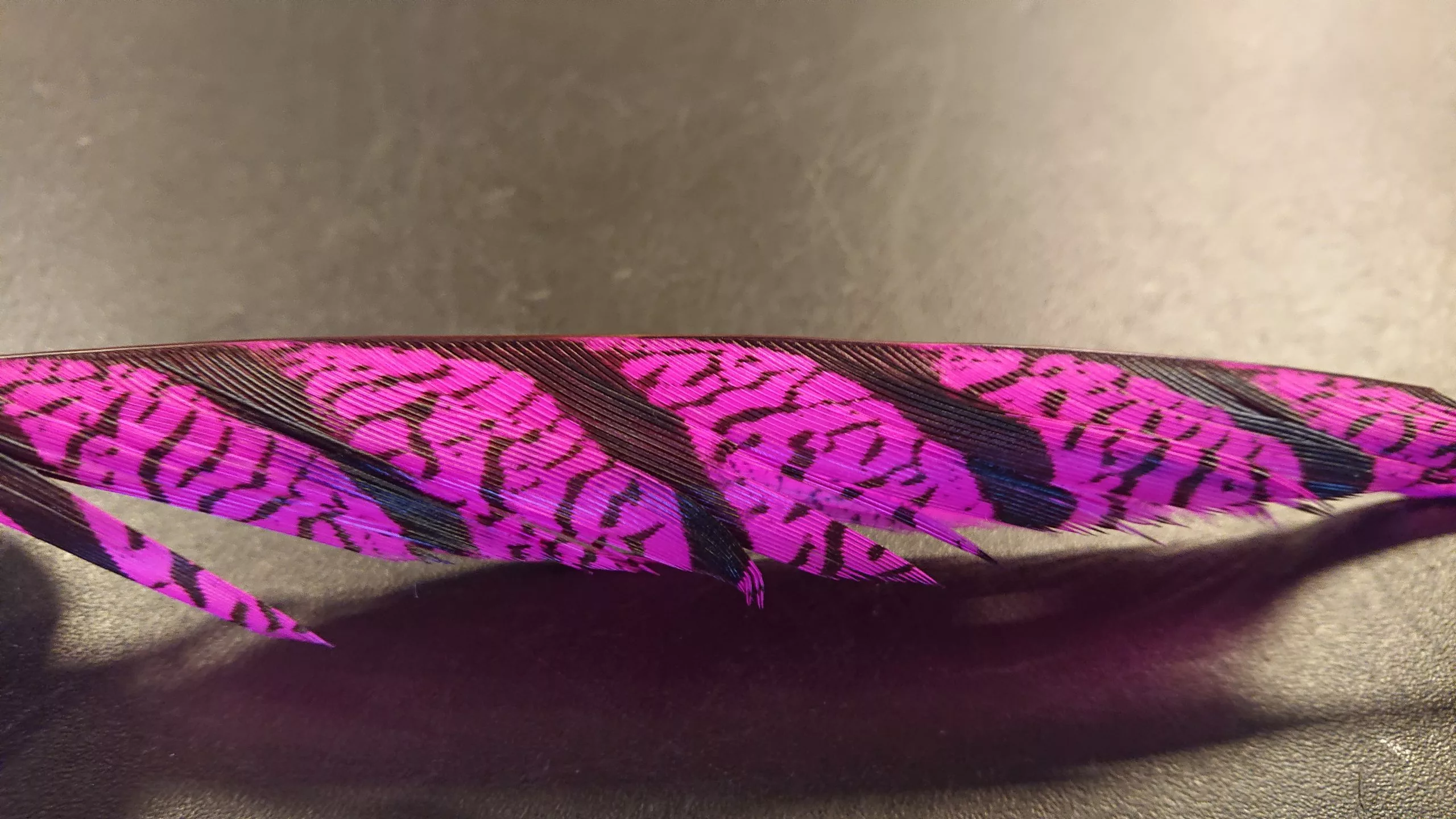 Lady Amherst Tail Feather 4 Lady Amherst Tail Feather - Bilde 2