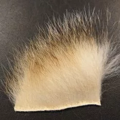 Canadian Badger – Natural